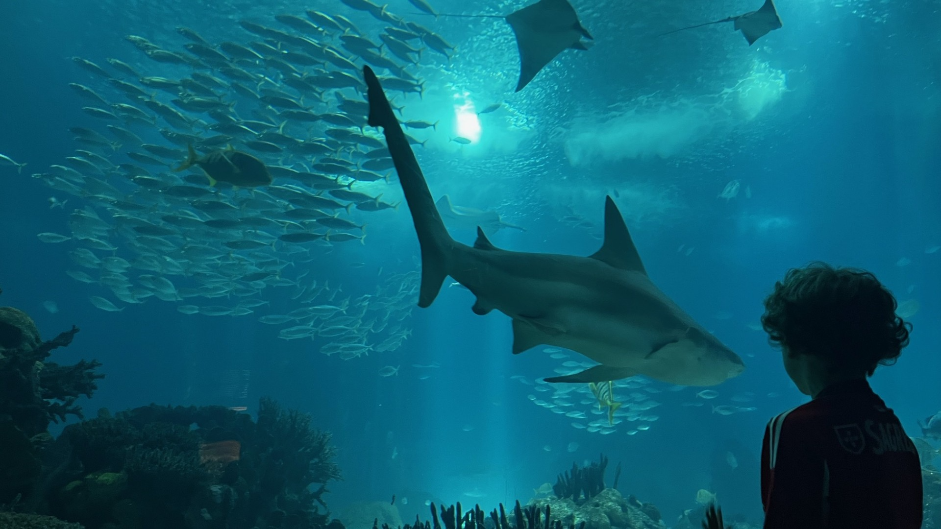 gallery/aquarium2.png
